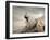 Young Businessman Pedaling a Bicycle on the Rocks-olly2-Framed Photographic Print