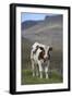 Young Calf Graazing.-Arctic-Images-Framed Photographic Print