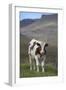 Young Calf Graazing.-Arctic-Images-Framed Photographic Print