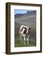 Young Calf Graazing.-Arctic-Images-Framed Photographic Print