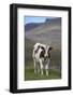 Young Calf Graazing.-Arctic-Images-Framed Photographic Print