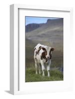 Young Calf Graazing.-Arctic-Images-Framed Photographic Print