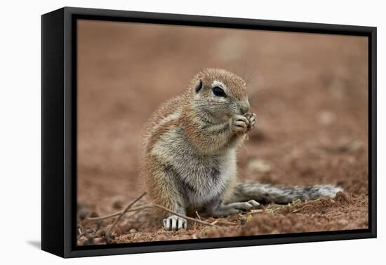 Young Cape Ground Squirrel (Xerus Inauris) Eating-James Hager-Framed Stretched Canvas