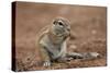 Young Cape Ground Squirrel (Xerus Inauris) Eating-James Hager-Stretched Canvas