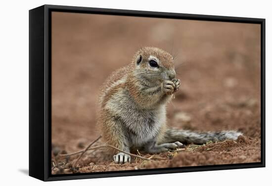 Young Cape Ground Squirrel (Xerus Inauris) Eating-James Hager-Framed Stretched Canvas