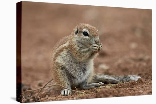 Young Cape Ground Squirrel (Xerus Inauris) Eating-James Hager-Stretched Canvas
