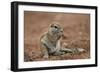 Young Cape Ground Squirrel (Xerus Inauris) Eating-James Hager-Framed Photographic Print