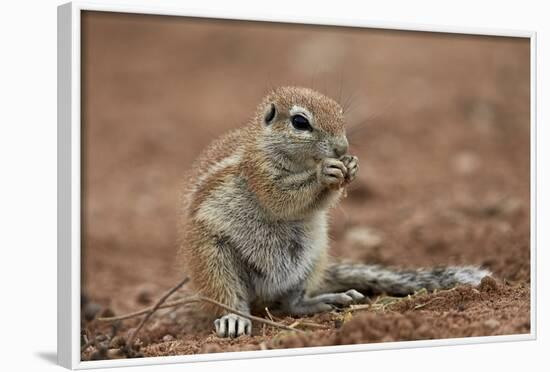 Young Cape Ground Squirrel (Xerus Inauris) Eating-James Hager-Framed Photographic Print