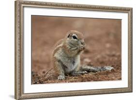 Young Cape Ground Squirrel (Xerus Inauris) Eating-James Hager-Framed Photographic Print