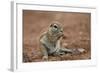 Young Cape Ground Squirrel (Xerus Inauris) Eating-James Hager-Framed Photographic Print