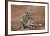 Young Cape Ground Squirrel (Xerus Inauris) Eating-James Hager-Framed Photographic Print