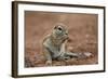 Young Cape Ground Squirrel (Xerus Inauris) Eating-James Hager-Framed Photographic Print