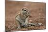 Young Cape Ground Squirrel (Xerus Inauris) Eating-James Hager-Mounted Photographic Print