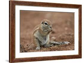 Young Cape Ground Squirrel (Xerus Inauris) Eating-James Hager-Framed Photographic Print