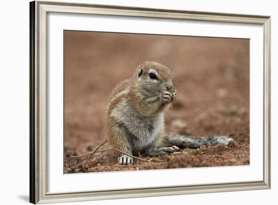 Young Cape Ground Squirrel (Xerus Inauris) Eating-James Hager-Framed Photographic Print