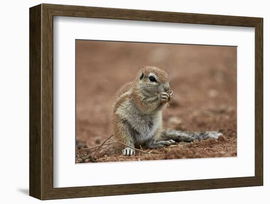 Young Cape Ground Squirrel (Xerus Inauris) Eating-James Hager-Framed Photographic Print