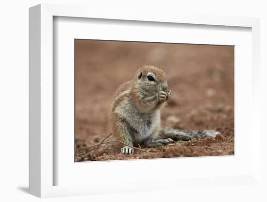 Young Cape Ground Squirrel (Xerus Inauris) Eating-James Hager-Framed Photographic Print