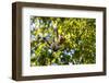 Young Capuchin Monkey hangs with his prehensile tail in the Pantanal, Brazil-James White-Framed Photographic Print