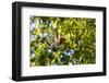 Young Capuchin Monkey hangs with his prehensile tail in the Pantanal, Brazil-James White-Framed Photographic Print