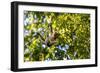 Young Capuchin Monkey hangs with his prehensile tail in the Pantanal, Brazil-James White-Framed Photographic Print