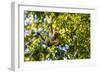 Young Capuchin Monkey hangs with his prehensile tail in the Pantanal, Brazil-James White-Framed Photographic Print