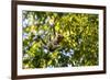 Young Capuchin Monkey hangs with his prehensile tail in the Pantanal, Brazil-James White-Framed Premium Photographic Print