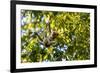 Young Capuchin Monkey hangs with his prehensile tail in the Pantanal, Brazil-James White-Framed Premium Photographic Print