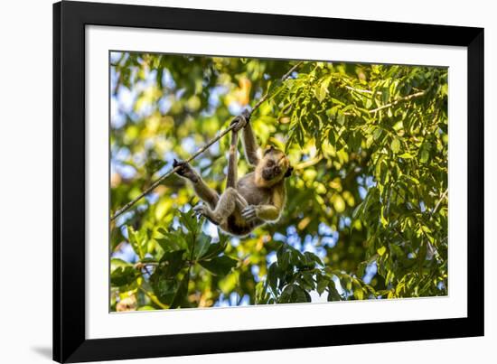 Young Capuchin Monkey hangs with his prehensile tail in the Pantanal, Brazil-James White-Framed Photographic Print