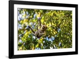 Young Capuchin Monkey hangs with his prehensile tail in the Pantanal, Brazil-James White-Framed Photographic Print