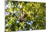 Young Capuchin Monkey hangs with his prehensile tail in the Pantanal, Brazil-James White-Mounted Photographic Print