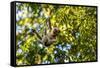 Young Capuchin Monkey hangs with his prehensile tail in the Pantanal, Brazil-James White-Framed Stretched Canvas