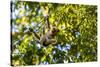 Young Capuchin Monkey hangs with his prehensile tail in the Pantanal, Brazil-James White-Stretched Canvas