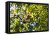 Young Capuchin Monkey hangs with his prehensile tail in the Pantanal, Brazil-James White-Framed Stretched Canvas