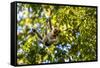 Young Capuchin Monkey hangs with his prehensile tail in the Pantanal, Brazil-James White-Framed Stretched Canvas