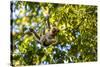 Young Capuchin Monkey hangs with his prehensile tail in the Pantanal, Brazil-James White-Stretched Canvas