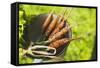 Young Carrots in a Strainer (Out of Doors)-Foodcollection-Framed Stretched Canvas