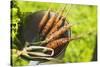 Young Carrots in a Strainer (Out of Doors)-Foodcollection-Stretched Canvas