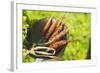 Young Carrots in a Strainer (Out of Doors)-Foodcollection-Framed Photographic Print