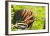 Young Carrots in a Strainer (Out of Doors)-Foodcollection-Framed Photographic Print