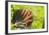 Young Carrots in a Strainer (Out of Doors)-Foodcollection-Framed Photographic Print