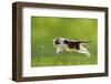 Young Cat Hunting Butterfly on a Meadow Backlit-Photo-SD-Framed Photographic Print