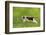 Young Cat Hunting Butterfly on a Meadow Backlit-Photo-SD-Framed Photographic Print