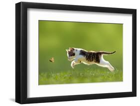 Young Cat Hunting Butterfly on a Meadow Backlit-Photo-SD-Framed Photographic Print