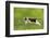 Young Cat Hunting Butterfly on a Meadow Backlit-Photo-SD-Framed Photographic Print