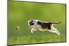 Young Cat Hunting Butterfly on a Meadow Backlit-Photo-SD-Mounted Photographic Print