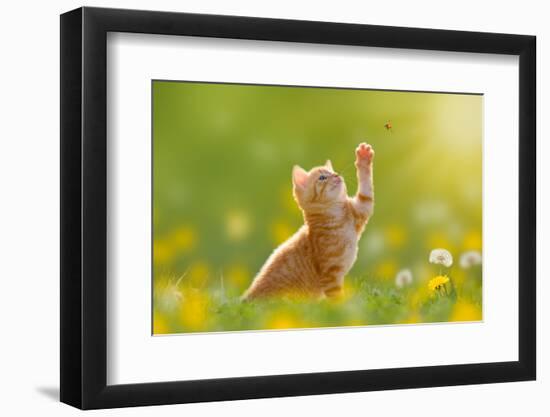 Young Cat / Kitten Hunting a Ladybug with Back Lit-Photo-SD-Framed Photographic Print