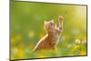 Young Cat / Kitten Hunting a Ladybug with Back Lit-Photo-SD-Mounted Photographic Print