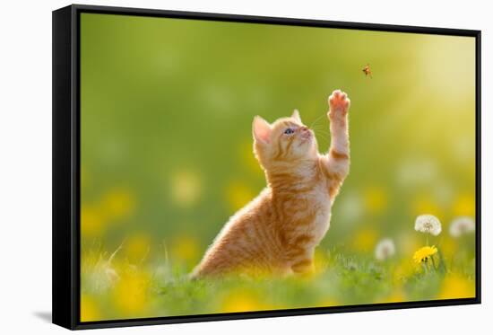 Young Cat / Kitten Hunting a Ladybug with Back Lit-Photo-SD-Framed Stretched Canvas