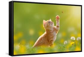 Young Cat / Kitten Hunting a Ladybug with Back Lit-Photo-SD-Framed Stretched Canvas