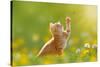 Young Cat / Kitten Hunting a Ladybug with Back Lit-Photo-SD-Stretched Canvas